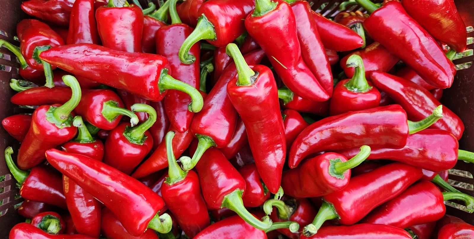 L’Atelier Découverte de la Ferme Kultur Piment