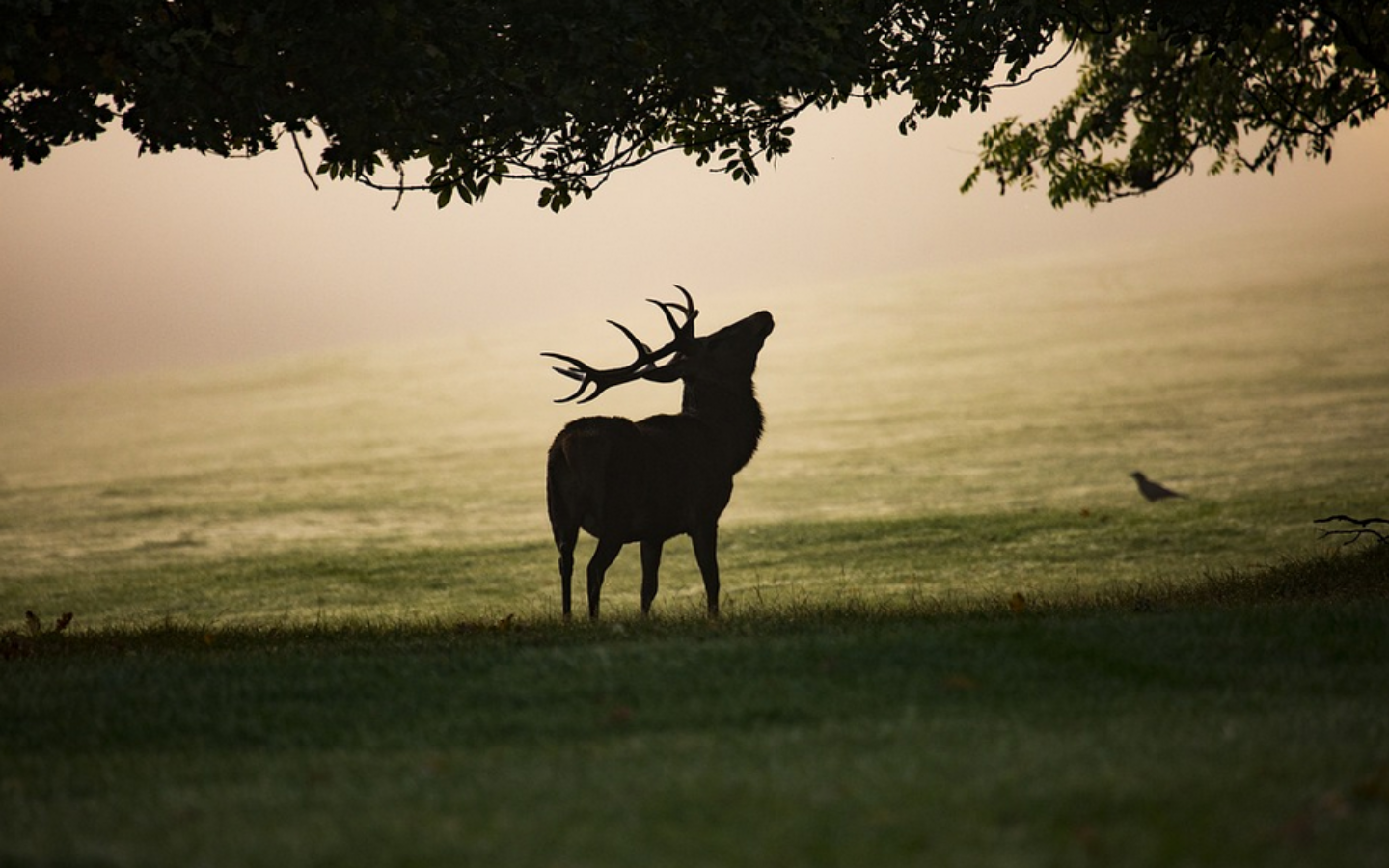 Le brâme du cerf dans les bois - observation