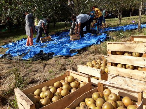 Récolte des pommes du verger d'Abbadia