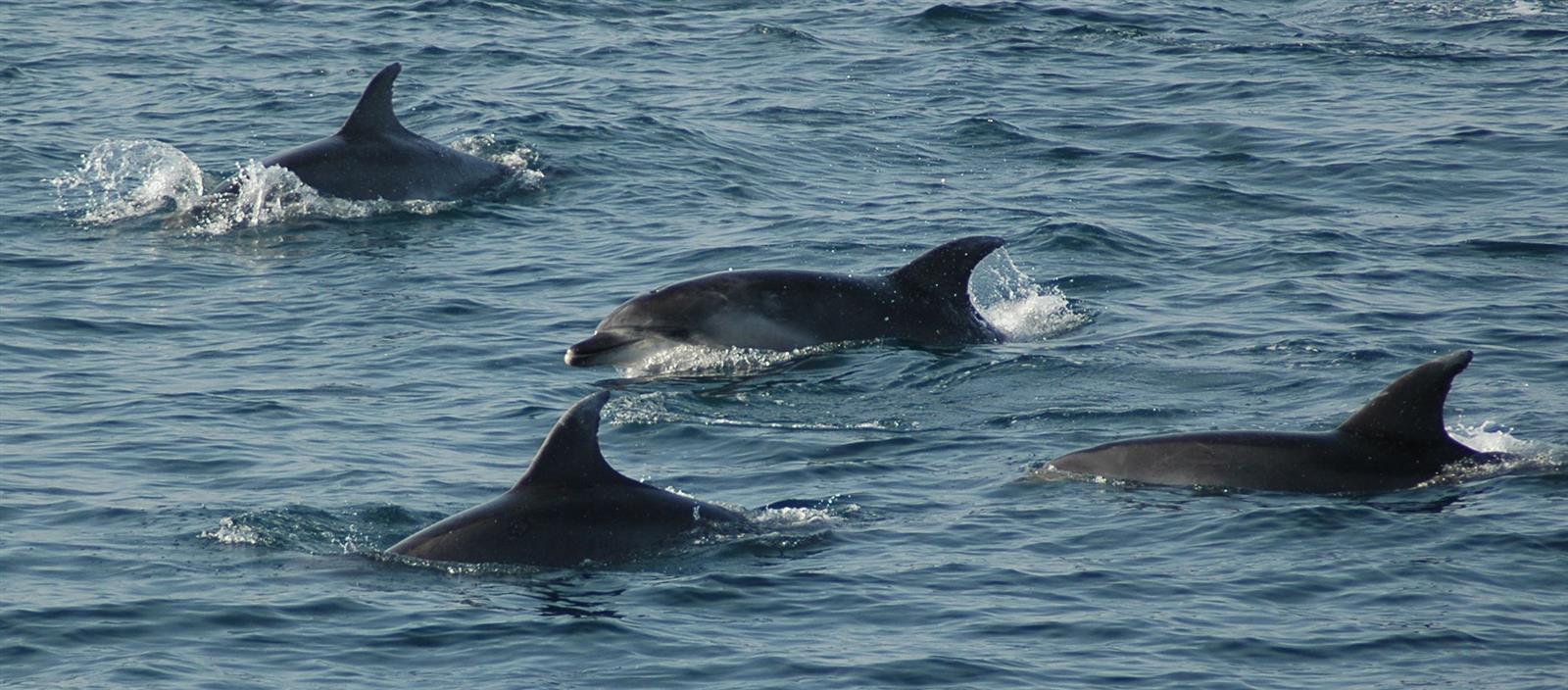 Conférence "Biodiversité de la faune marine :  ...