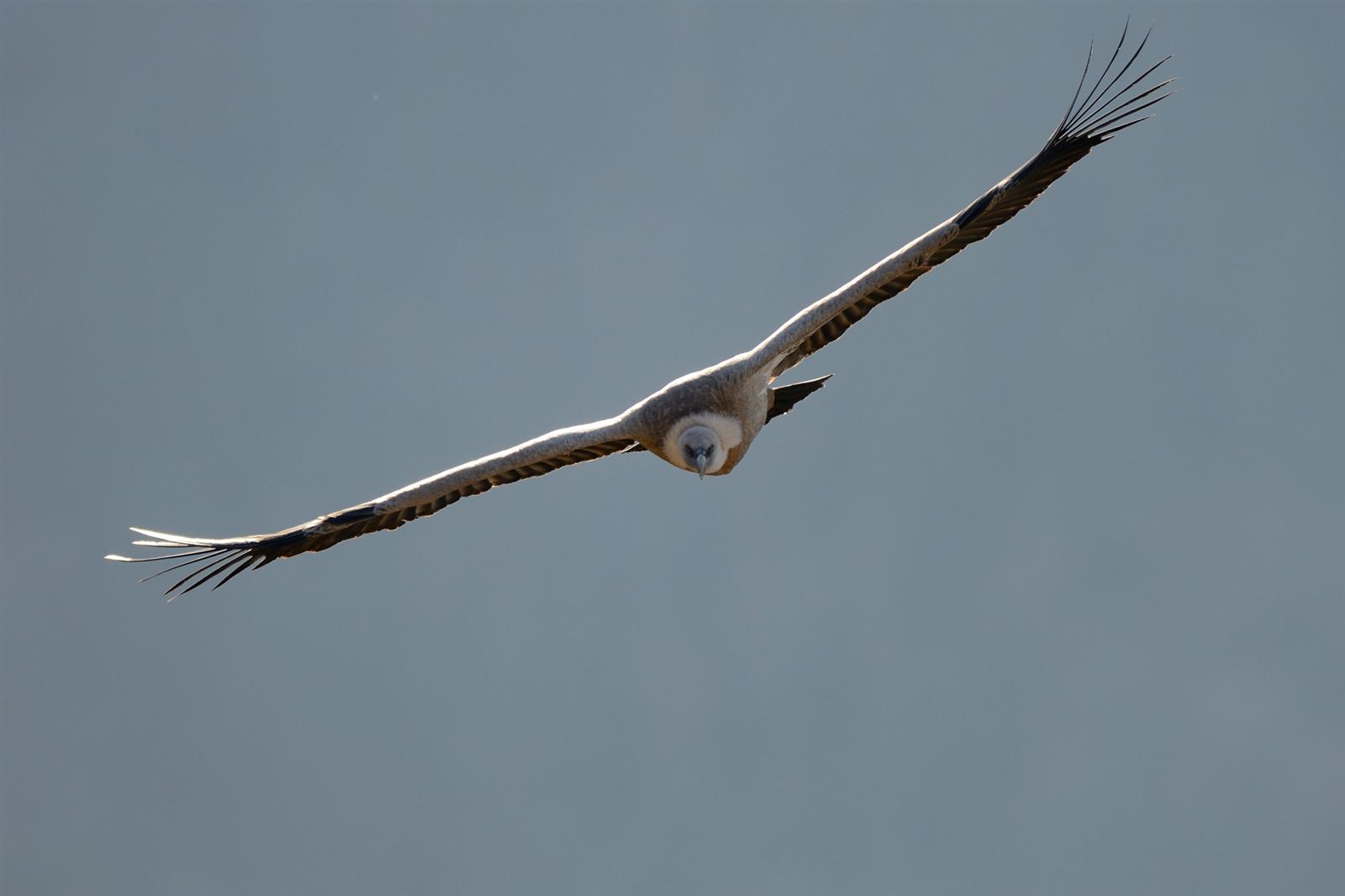 Conférence "Les vautours, nettoyeurs de la nature"