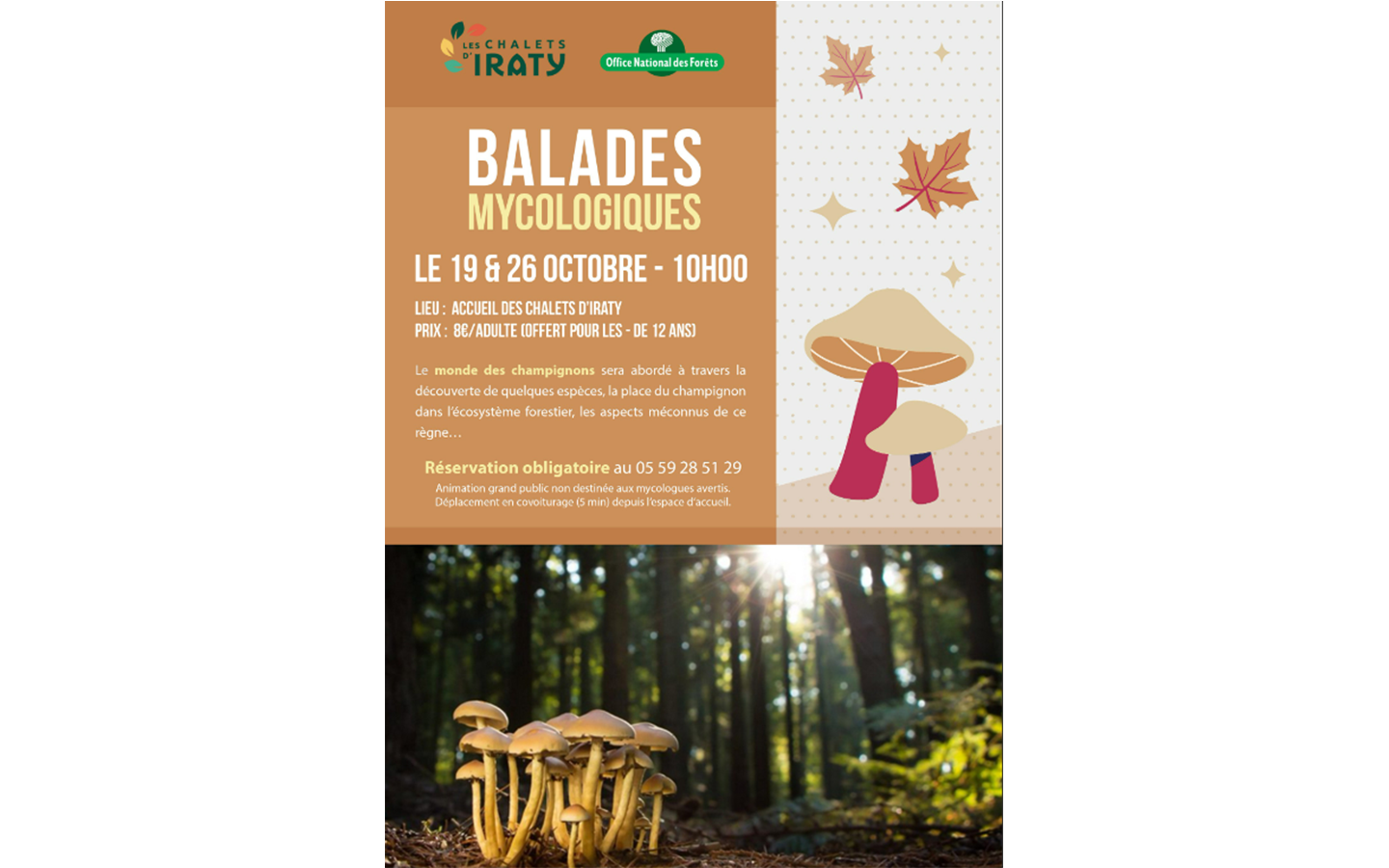 Balade mycologique : découverte des champignons