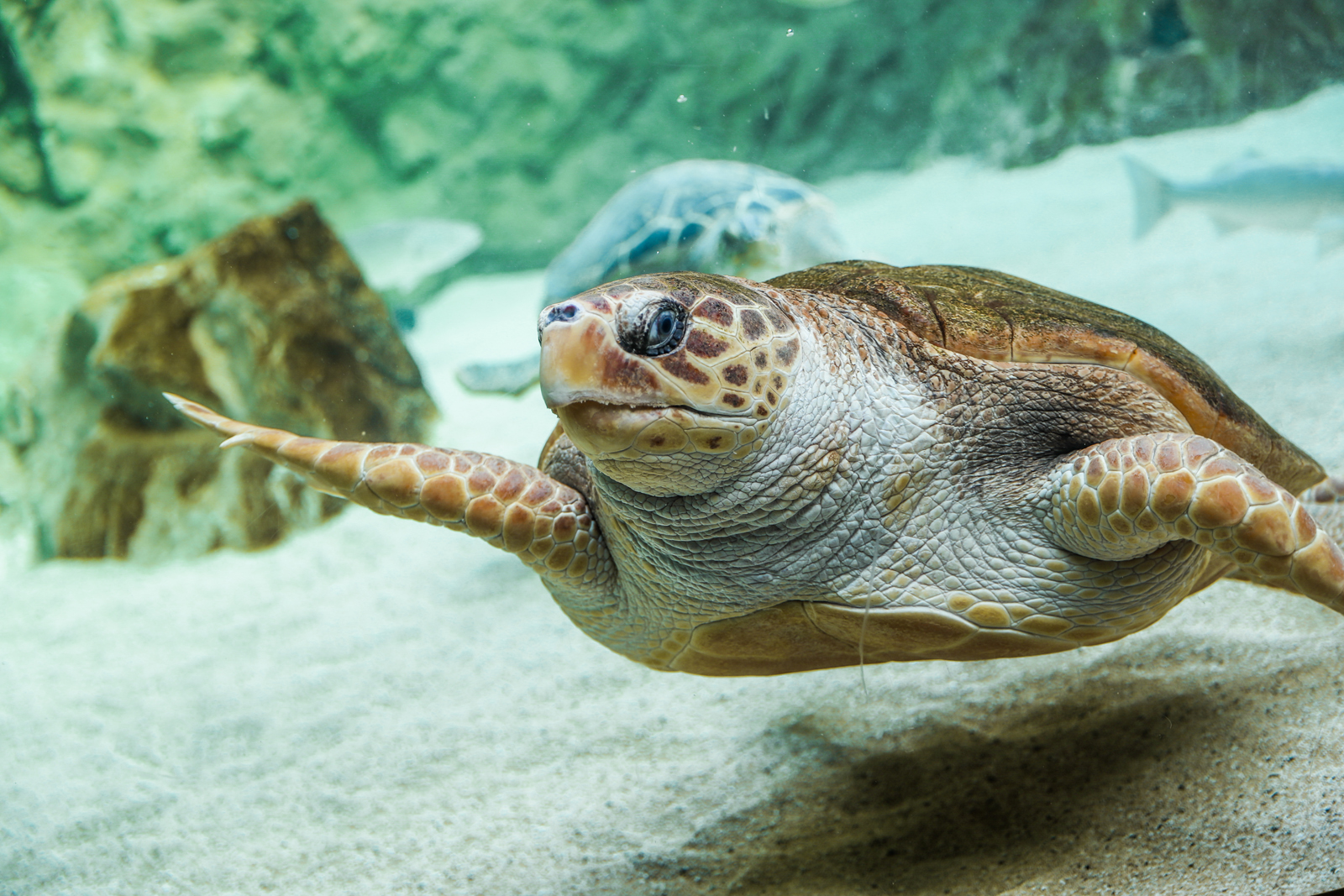 Aquarium de Biarritz