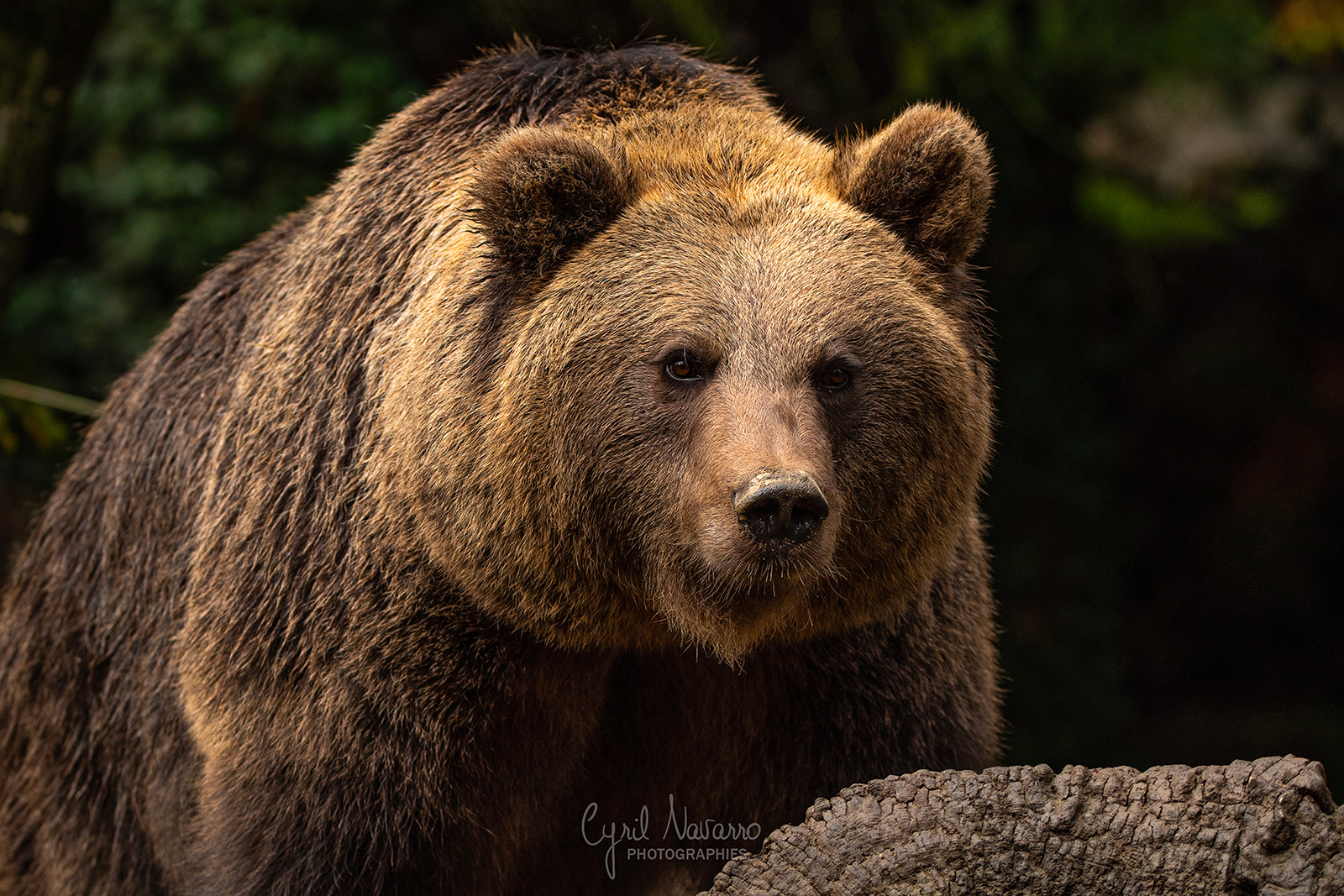 Parque de animales de los Pirineos